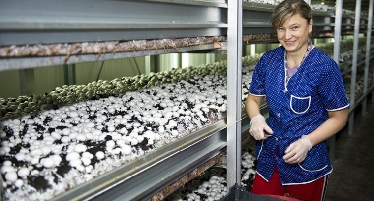 Вакансія на збір та уапакування грибів