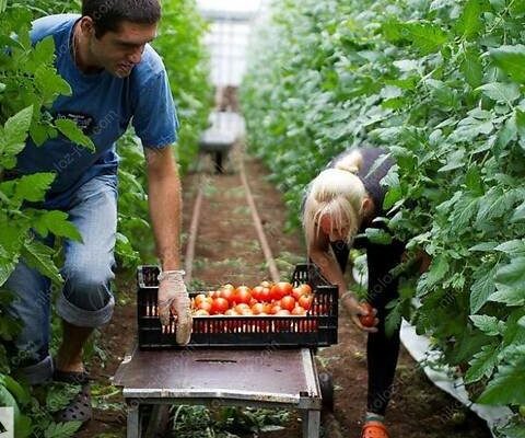 Робота на полях/в теплицях/паухауси: грибні ферми, полуниця, малина, салати, овочі