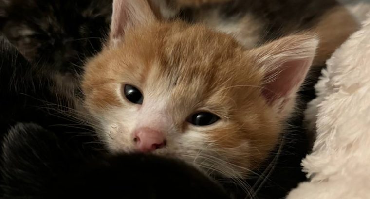 Кошенята шукають родину