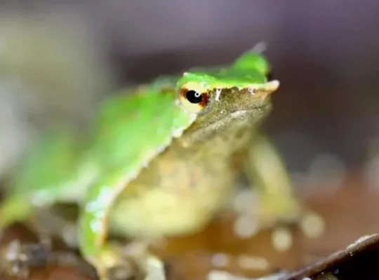 Рідкісні жаби-татусі “пройшли” величезний шлях, щоб “народити” у Великій Британії
