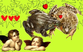 Порятунок заради кохання: через жаб та амфібій у Великій Британії перекрили вулицю до 23 березня