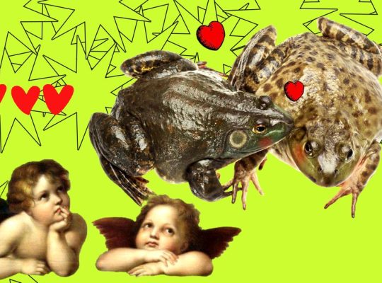 Порятунок заради кохання: через жаб та амфібій у Великій Британії перекрили вулицю до 23 березня