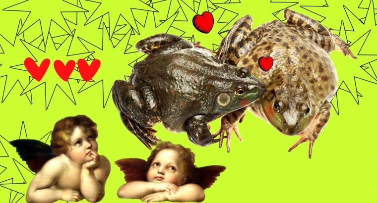 Порятунок заради кохання: через жаб та амфібій у Великій Британії перекрили вулицю до 23 березня