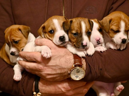 Продаю цуценят Jack Russel Terrier