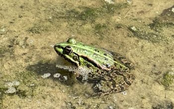 В Англії через жаб на шість тижнів перекрили дорогу