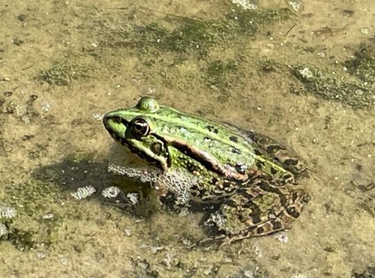 В Англії через жаб на шість тижнів перекрили дорогу