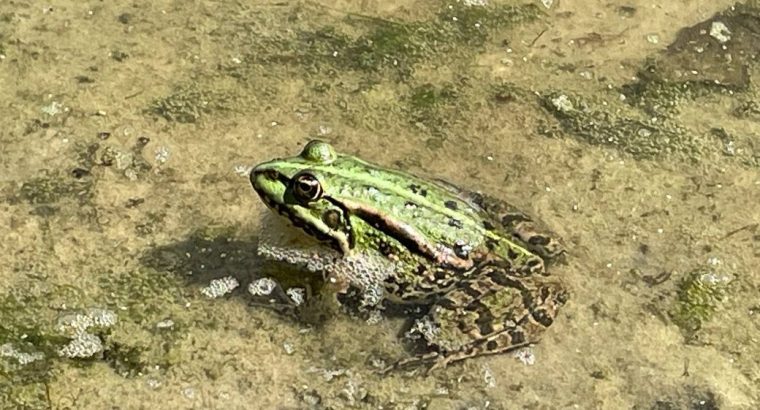 В Англії через жаб на шість тижнів перекрили дорогу