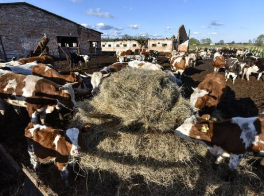 Великобританія заборонила імпорт м’яса та молокопродуктів з Угорщини та Словаччини через ящур