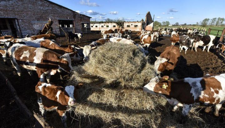 ​Великобританія заборонила імпорт м’яса та молокопродуктів з Угорщини та Словаччини через ящур
