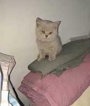 Британский короткошерстный котенок