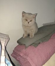 Британский короткошерстный котенок