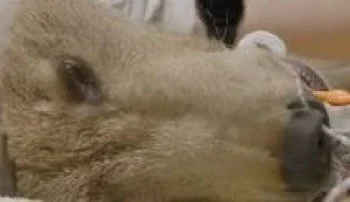 Перший бурий ведмідь, якому зробили операцію на мозку