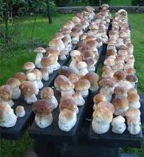 Робота на грибній фермі у Великій Британії!
