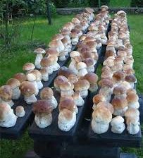 Робота на грибній фермі у Великій Британії!